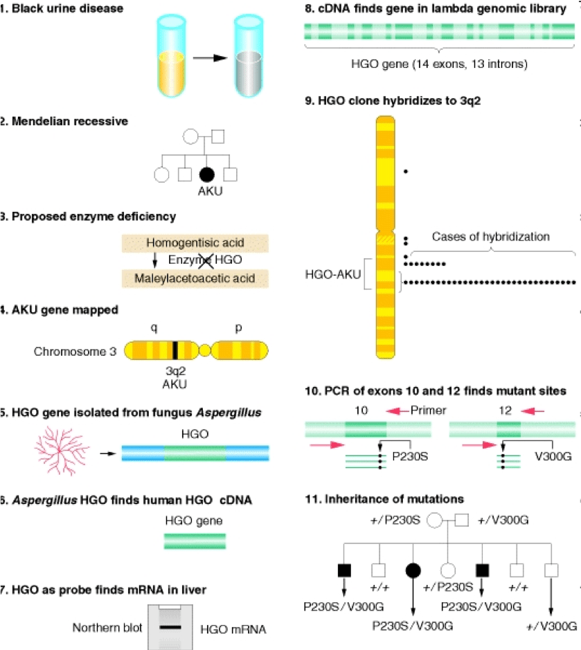 Figure taken from Gfifiths 