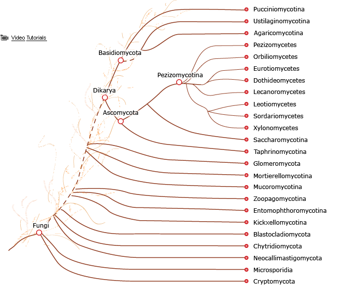 For MycoCosm, please cite: Grigoriev IV, Nikitin R, Haridas S, Kuo A, Ohm R, Otillar R, Riley R, Salamov A, Zhao X, Korzeniewski F, Smirnova T, Nordberg H, Dubchak I, Shabalov I. (2014) MycoCosm portal: gearing up for 1000 fungal genomes. Nucleic Acids Res. 42(1):D699-704.
